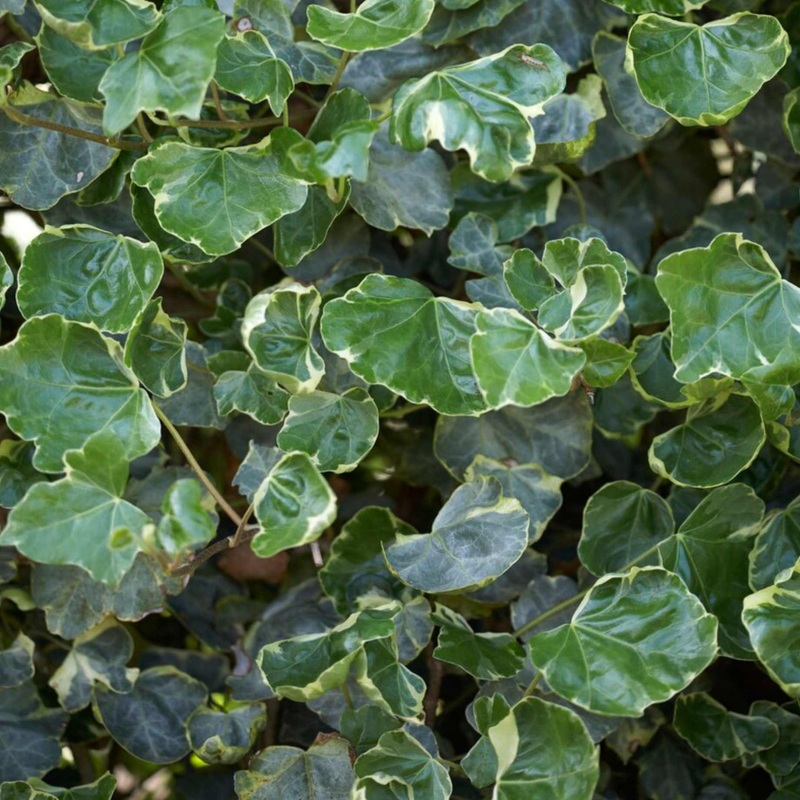 ‘Hibernica’ Ivy | Hedera helix