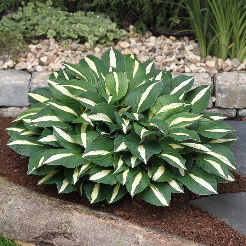 Hosta ‘White Bikini’