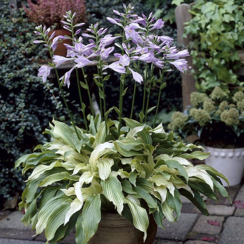 Hosta ‘White Feather’