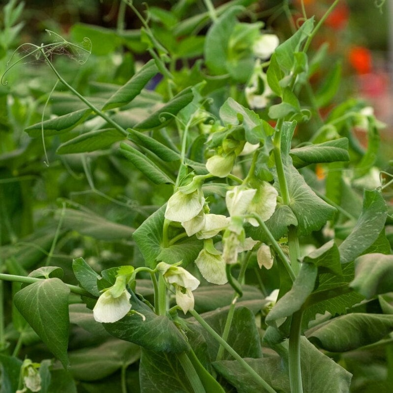 ‘Hurst Greenshaft’ Pea Plants