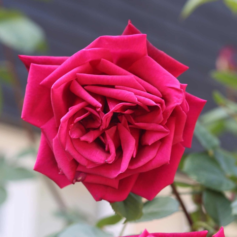 ‘Ingrid Bergman’ Hybrid Tea Rose | Bouquet Rose