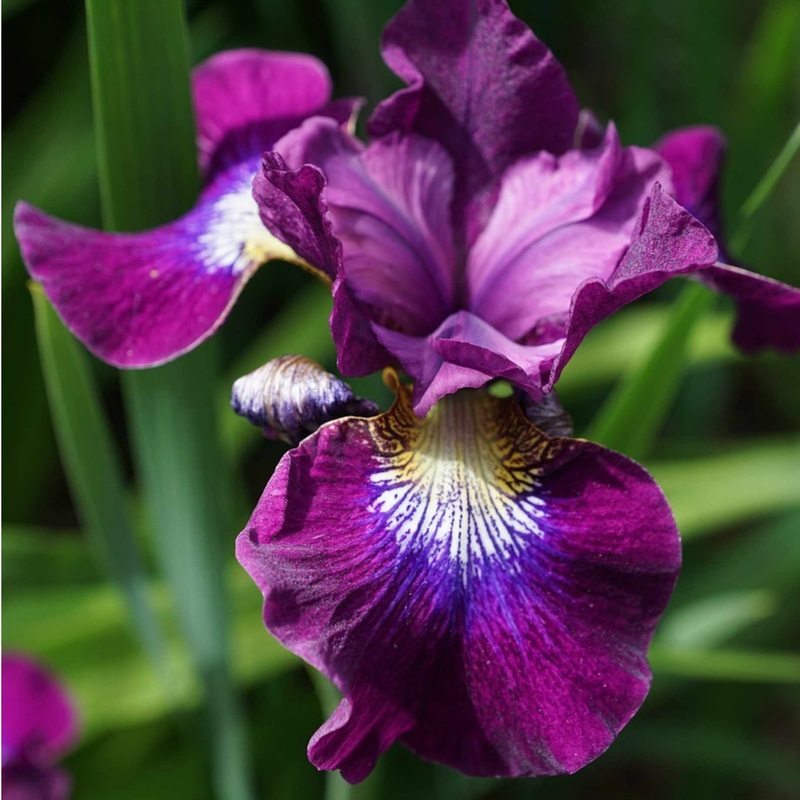 Iris ensata ‘Variegata’