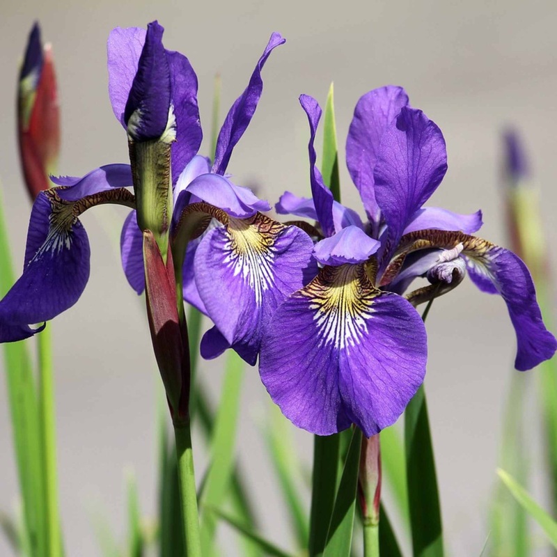Iris x robusta ‘Dark Aura’