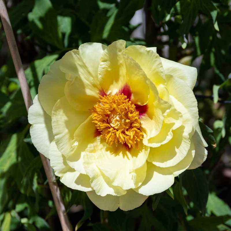 Itoh Peony ‘Bartzella’