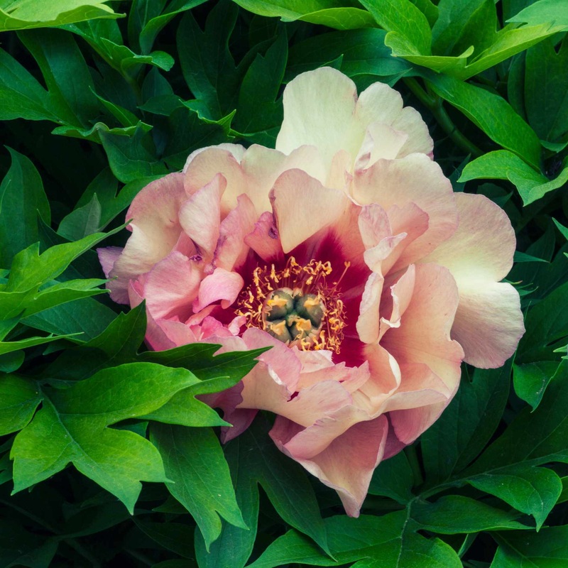 Itoh Peony ‘Callies Memory’