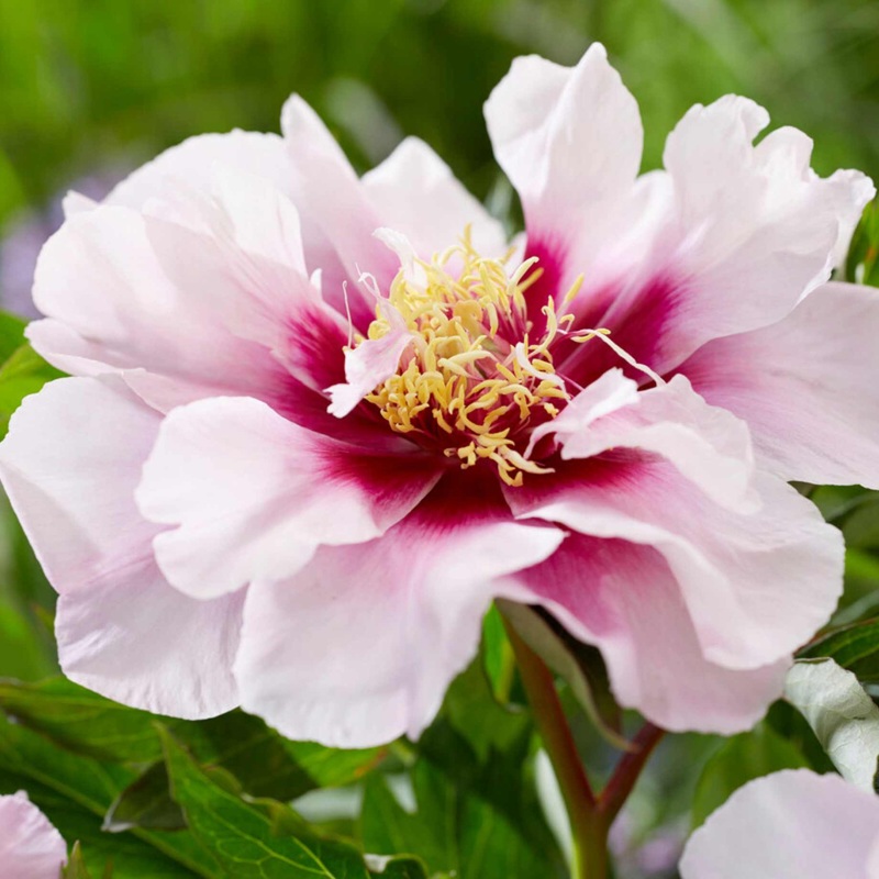 Itoh Peony ‘Cora Louise’