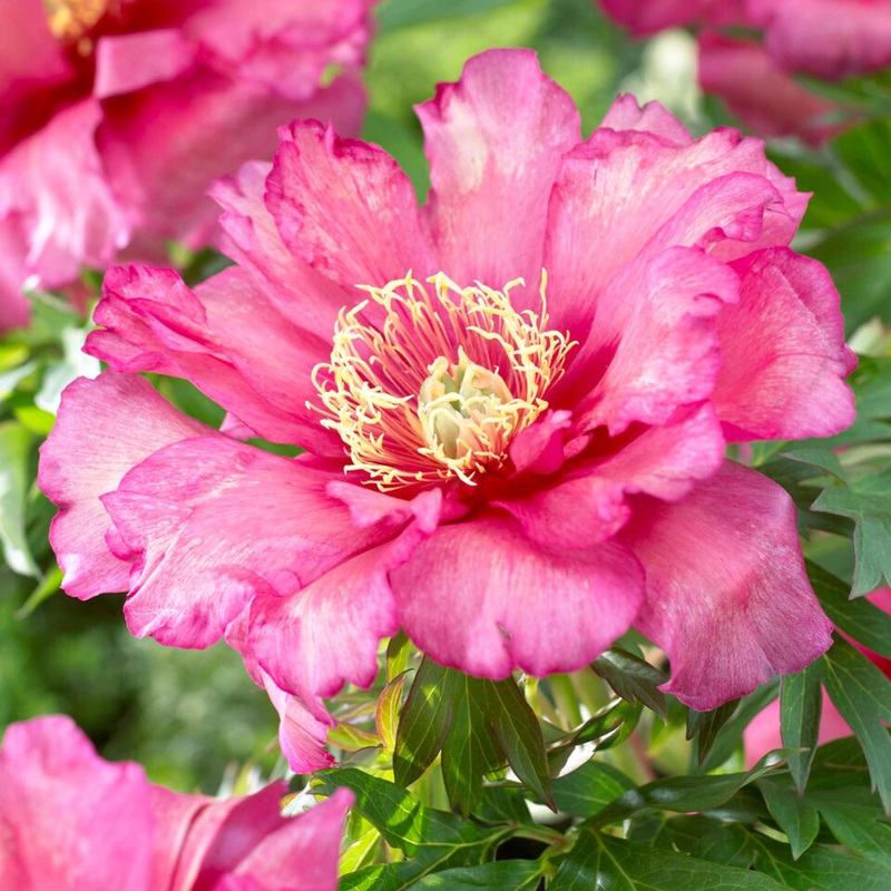 Itoh Peony ‘Hillary’