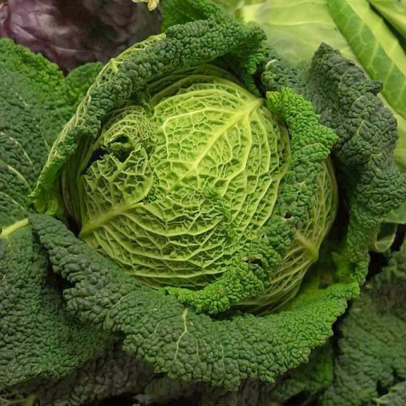 ‘Jade F1’ Savoy Cabbage Plants