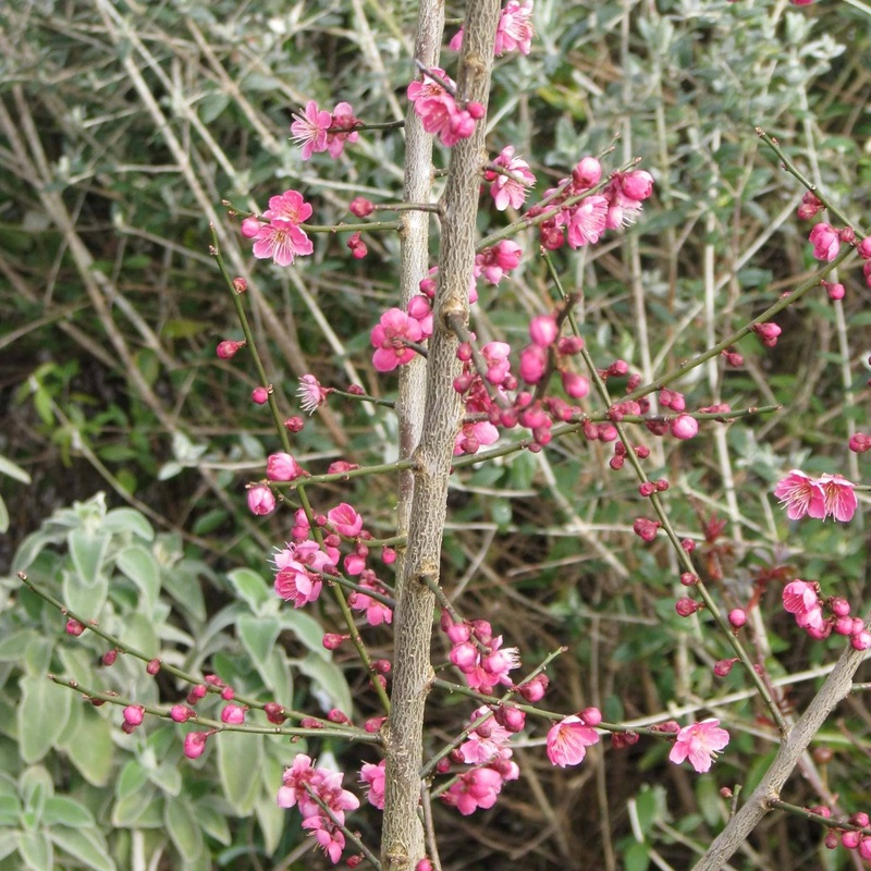 Japanese Apricot Tree | Prunus mume ‘Beni-chidori’