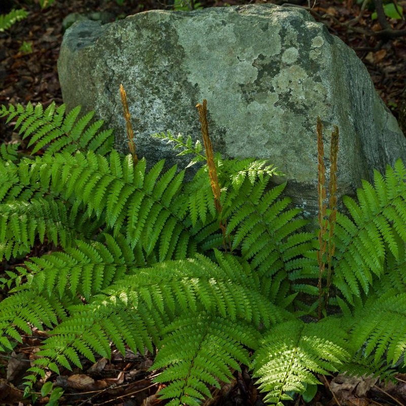 Japanese Lace Fern | Polystichum polyblepharum