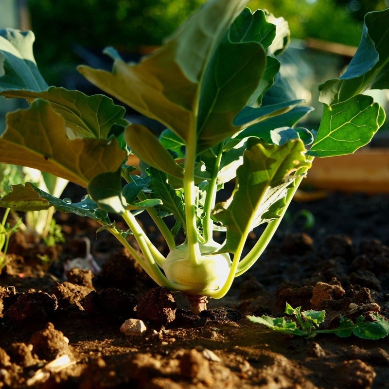 ‘Korist F1’ Kohl Rabi Plants