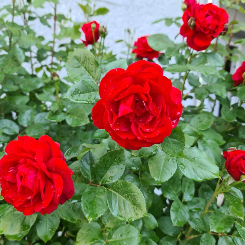 ‘Look Good Feel Better’ Nostalgia Shrub Rose