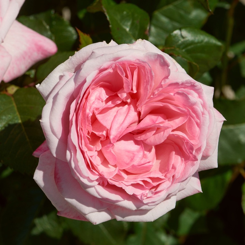 ‘Marlis Renaissance’ Shrub Rose