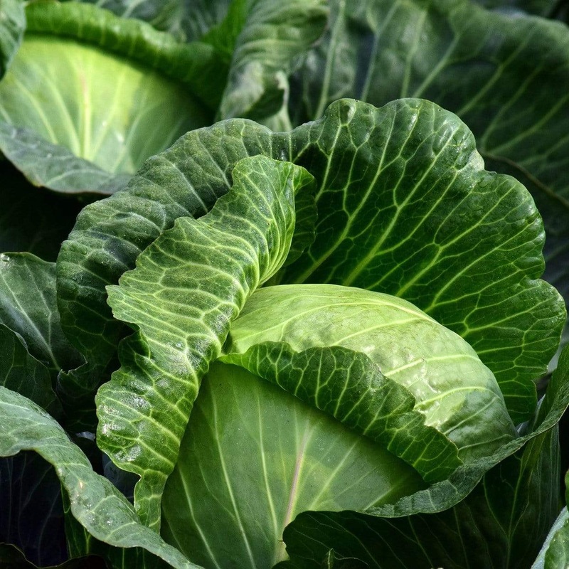 ‘Mastergreen’ Spring Cabbage Plants