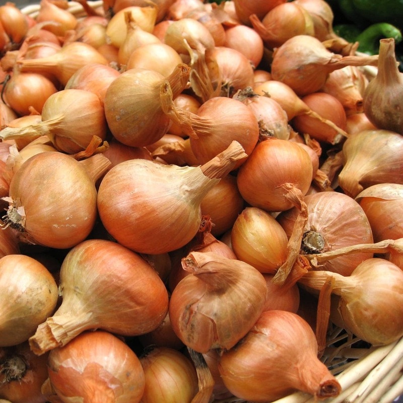 ‘Matador F1’ Shallot Plants