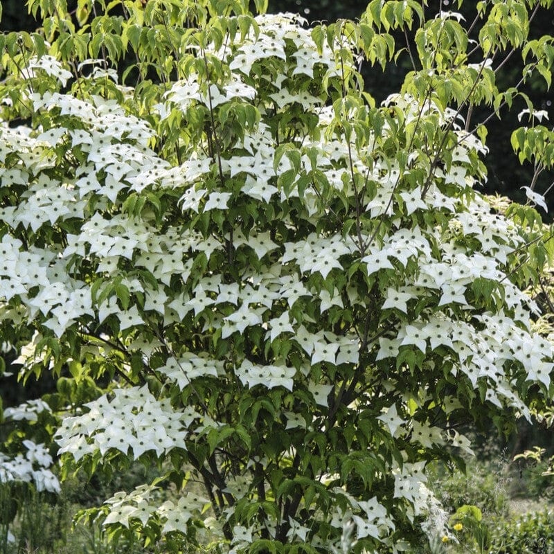 ‘Milky Way’ Japanese Dogwood Tree | Cornus kousa