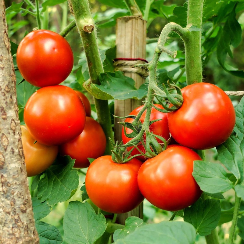 ‘Moneymaker’ Tomato Plants