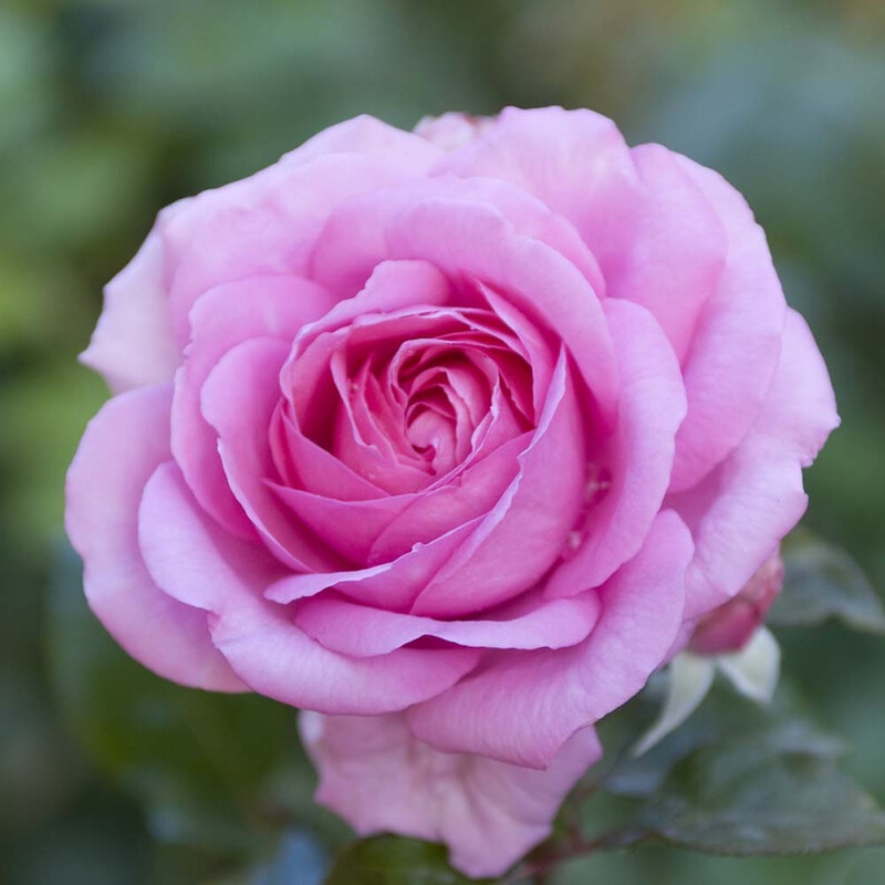 ‘Mum in a Million’ Hybrid Tea Rose