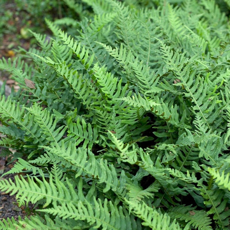 Native Evergreen Fern | Polypodium vulgare