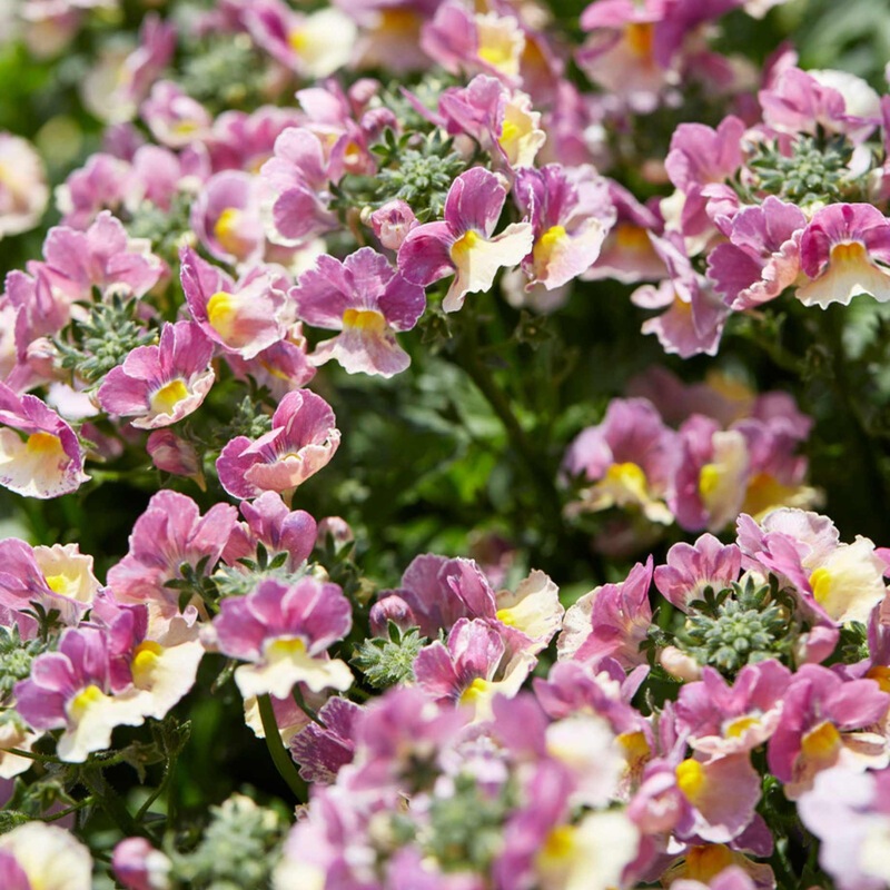 Nemesia ‘Nesia Banana Swirl’