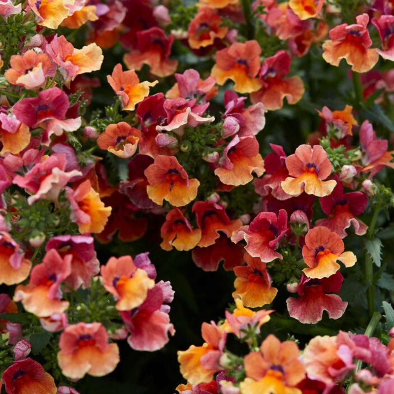 Nemesia ‘Nesia Tropical’