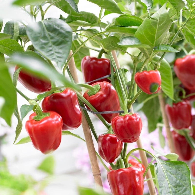 ‘New Ace’ Red Sweet Pepper Plants