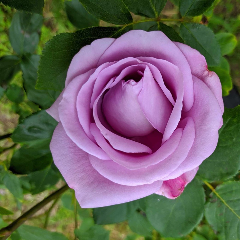 ‘Novalis’ Nostalgia Shrub Rose
