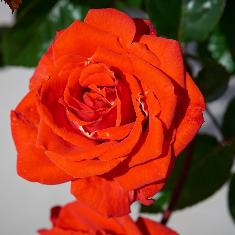 ‘Odelia Renaissance’ Shrub Rose