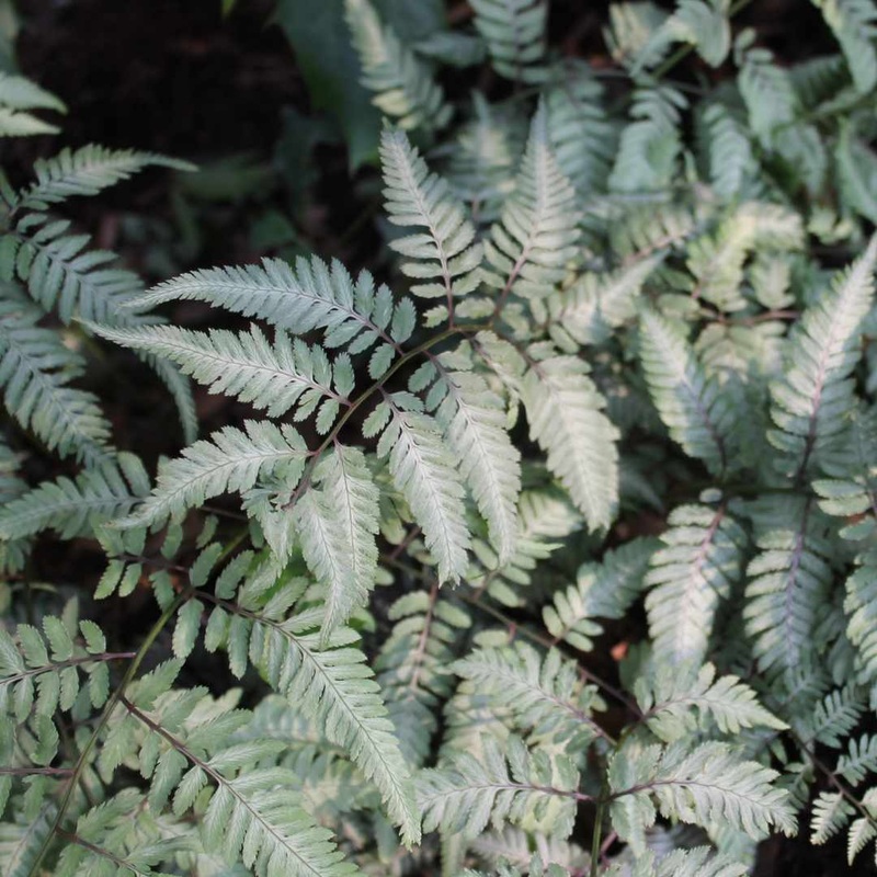Painted Lady Fern | Athyrium Niponicum ‘Pictum’