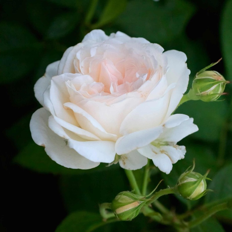 ‘Pear’ Culinary Shrub Rose