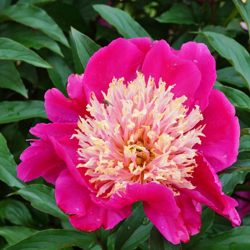 Peony ‘Tom Cat’