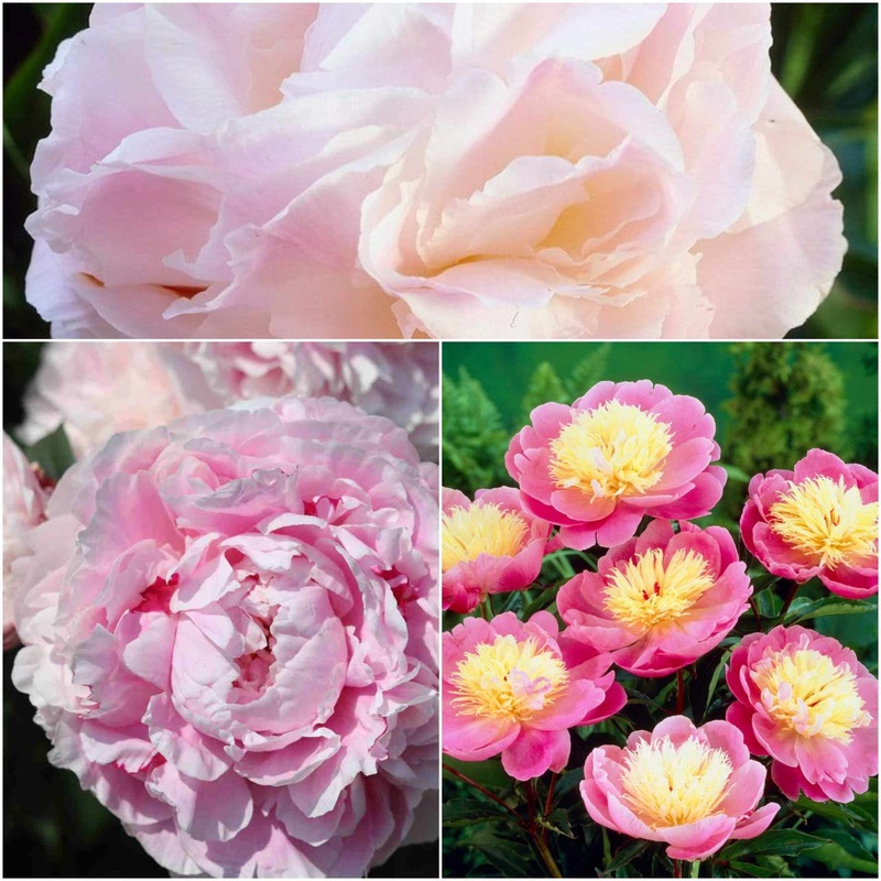 Perfect Peony Plants Collection