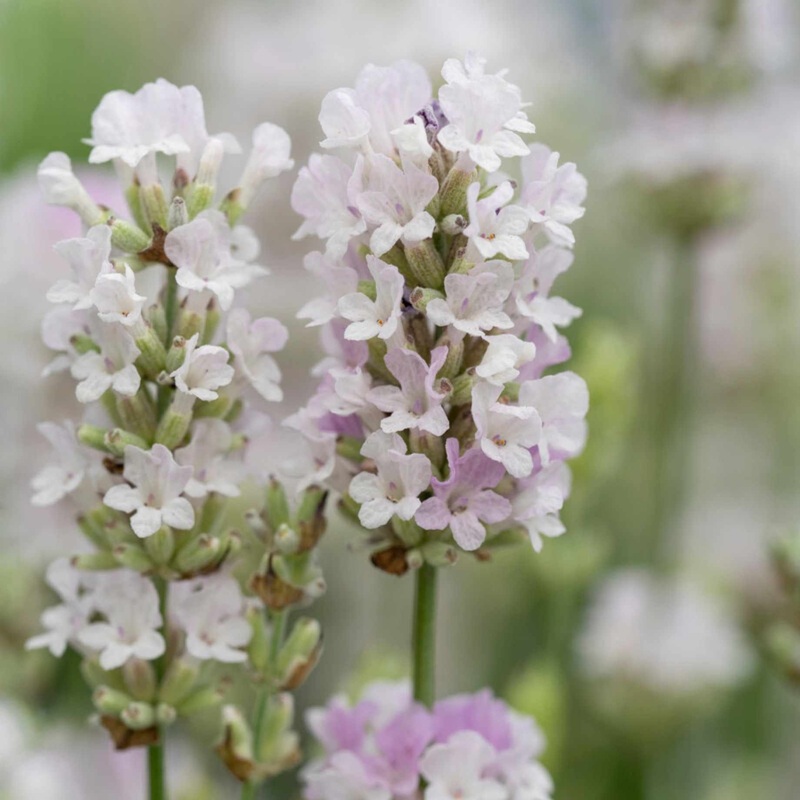 Pink Lavender | Lavandula angustifolia ‘BeeZee Pink’