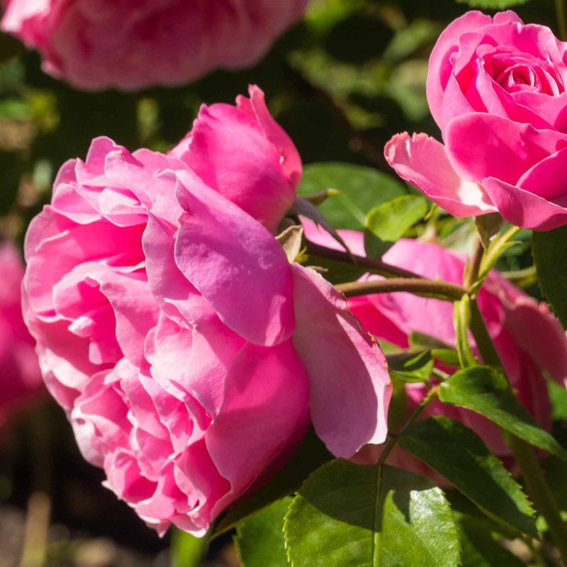 ‘Pink Perfection’ Scented Hybrid Tea Rose