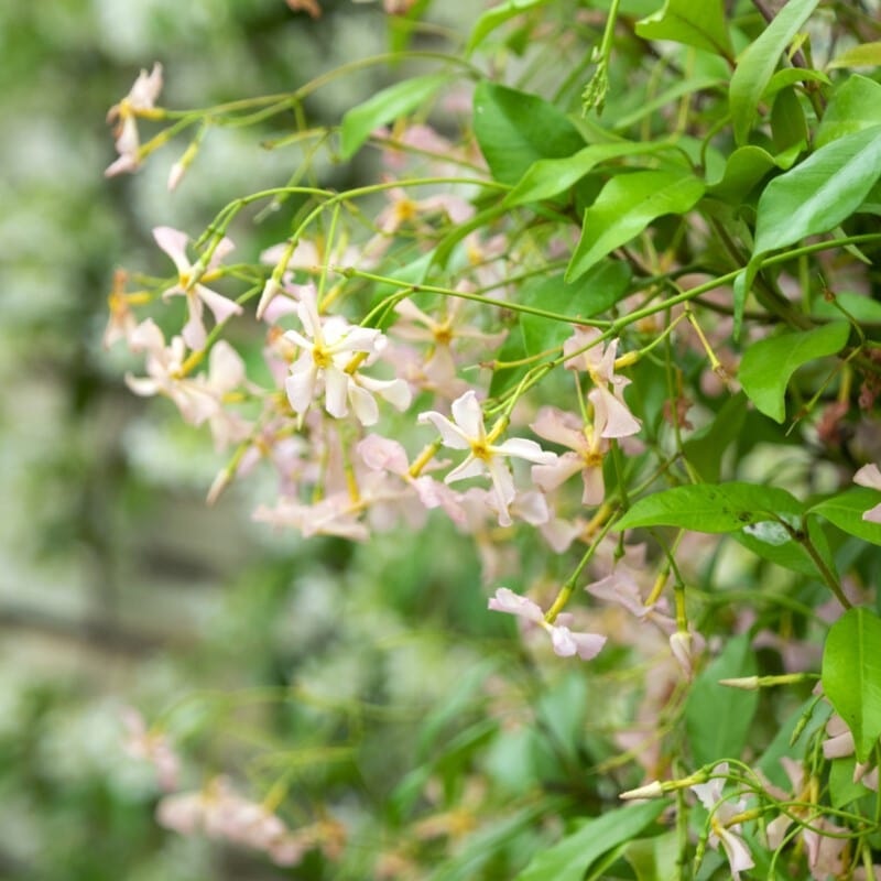 ‘Pink Showers’ Asiatic Jasmine | Trachelospermum asiaticum