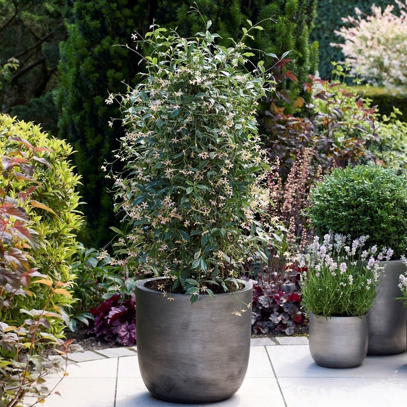 Pink Star Jasmine | Trachelospermum jasminoides ‘Star of Milano’