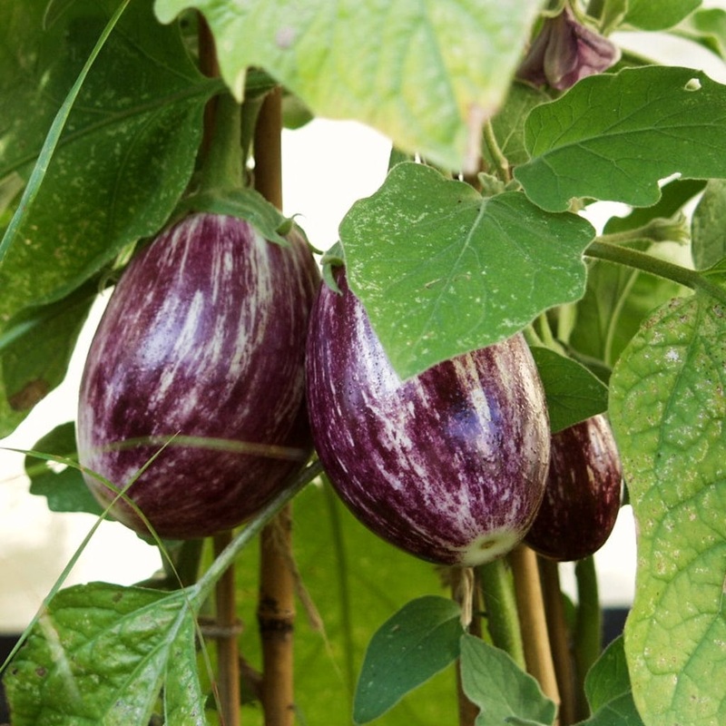 ‘Pinstripe’ Aubergine Plants