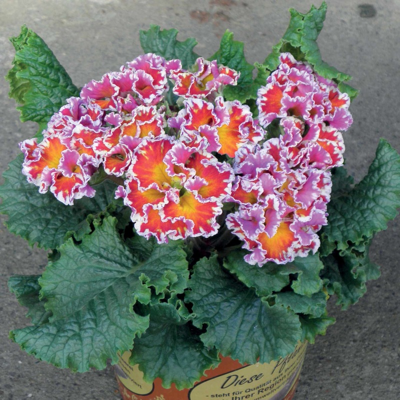 Primrose ‘Sirococco Red Flame’ | Primula Acaulis