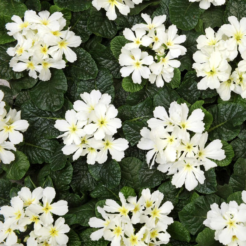 Primrose Star Fever | Primula vulgaris