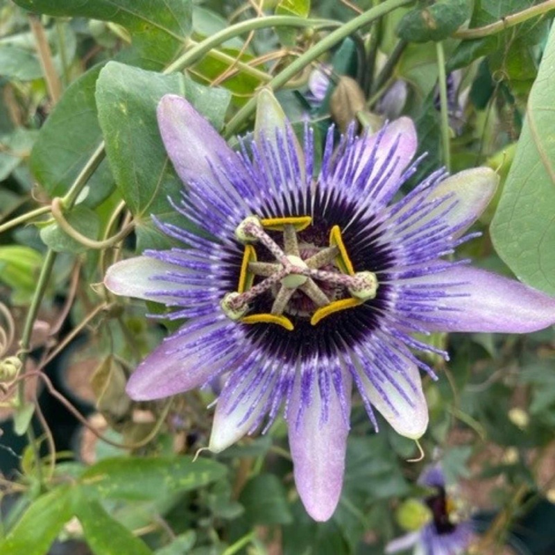 Purple Passion Flower | Passiflora ‘Damsel’s Delight’