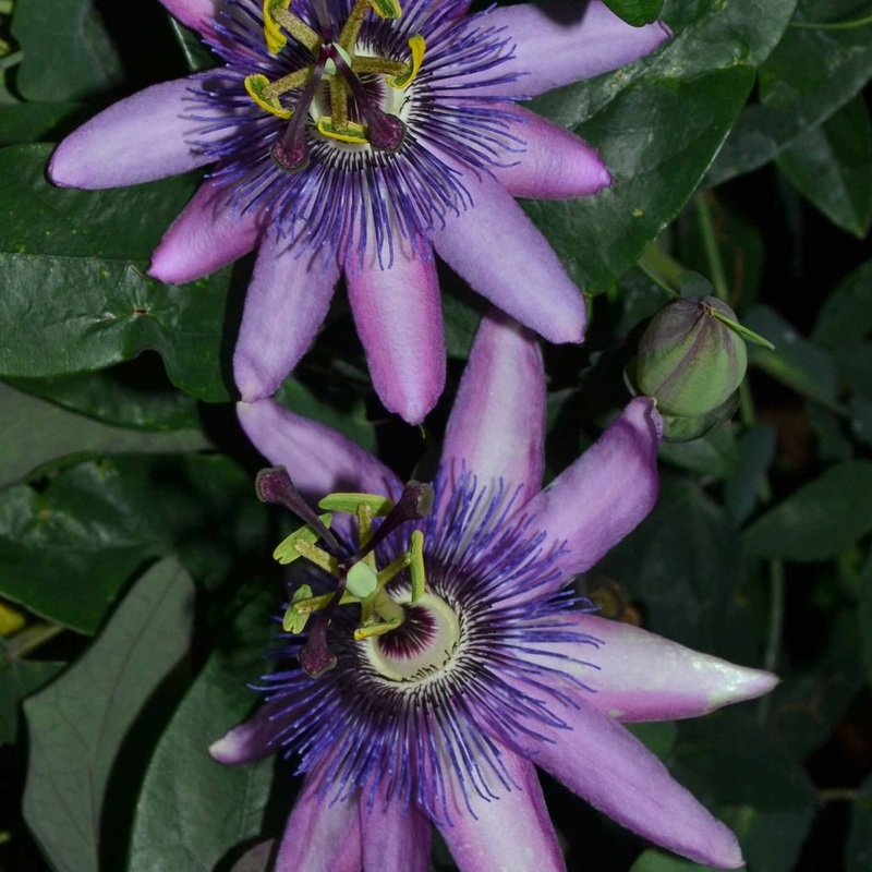 Purple Passion Flower | Passiflora ‘Purple Haze’