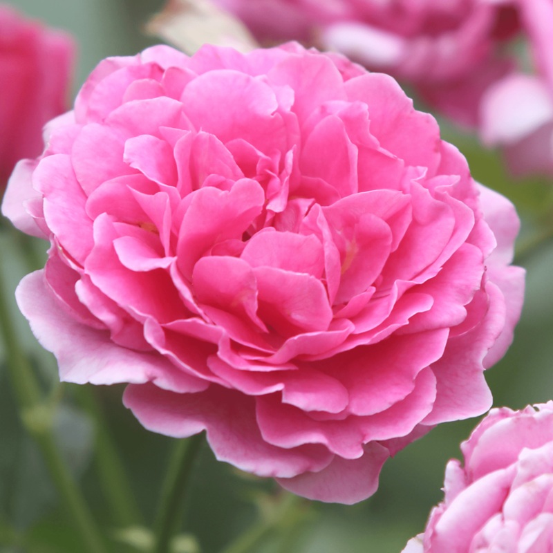‘Raspberry’ Culinary Shrub Rose