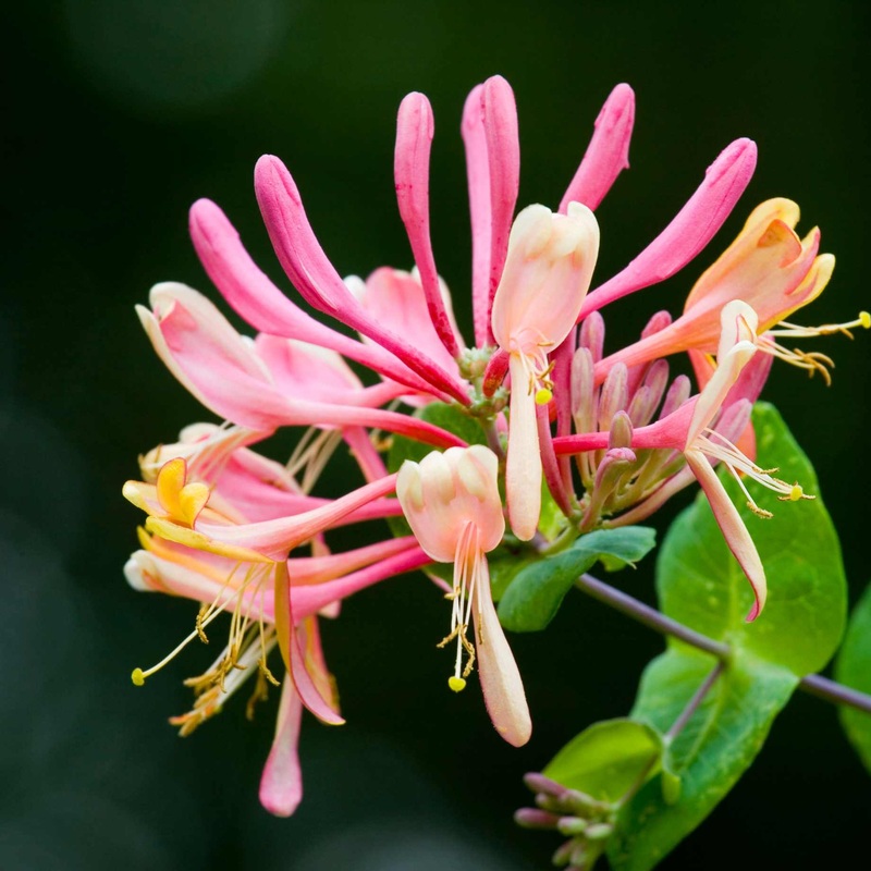 ‘Red World’ Japanese Honeysuckle | Lonicera japonica