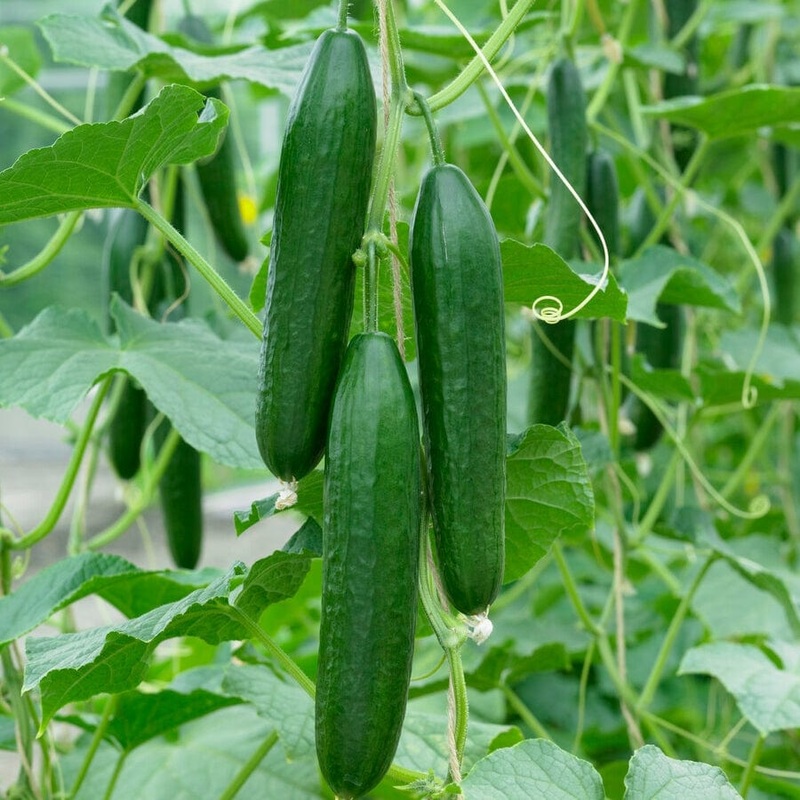 ‘Ridge Perfection’ Cucumber Plants