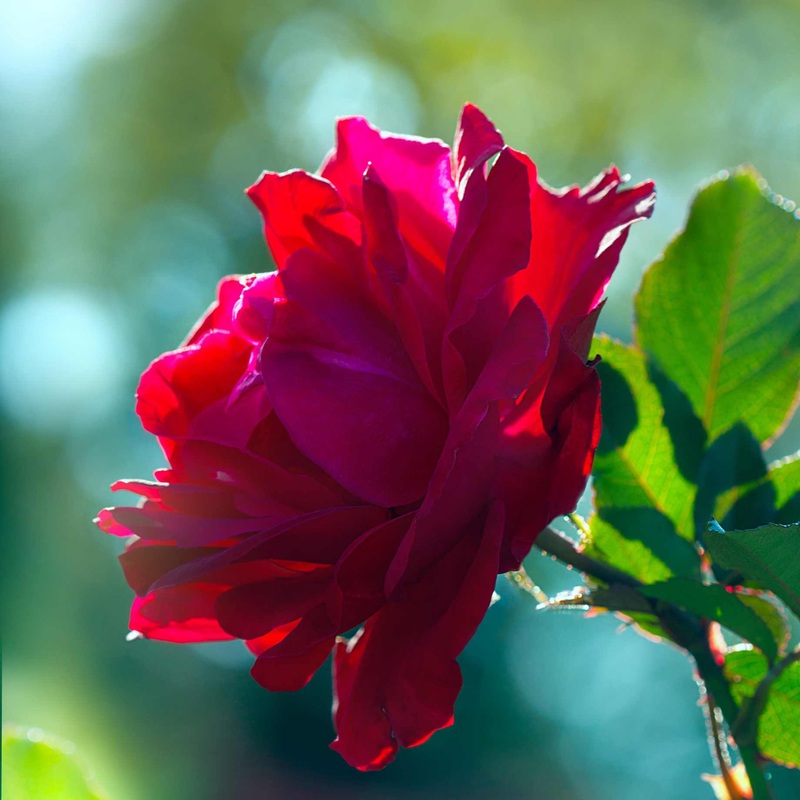 ‘Royal Parfuma’ Scented Hybrid Tea Rose