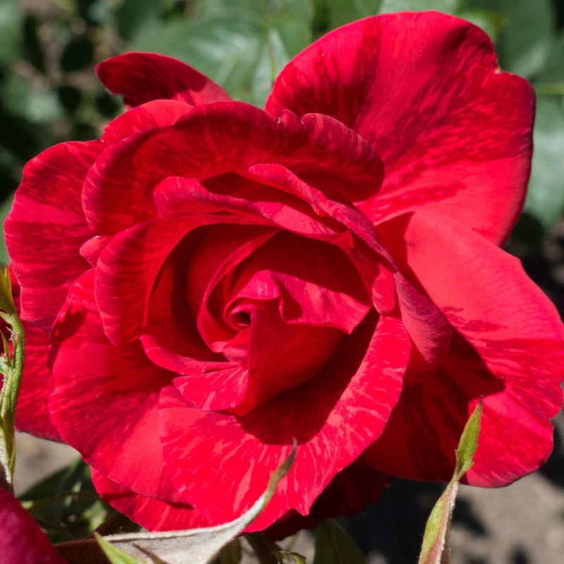 ‘Ruby Wedding’ Hybrid Tea Rose