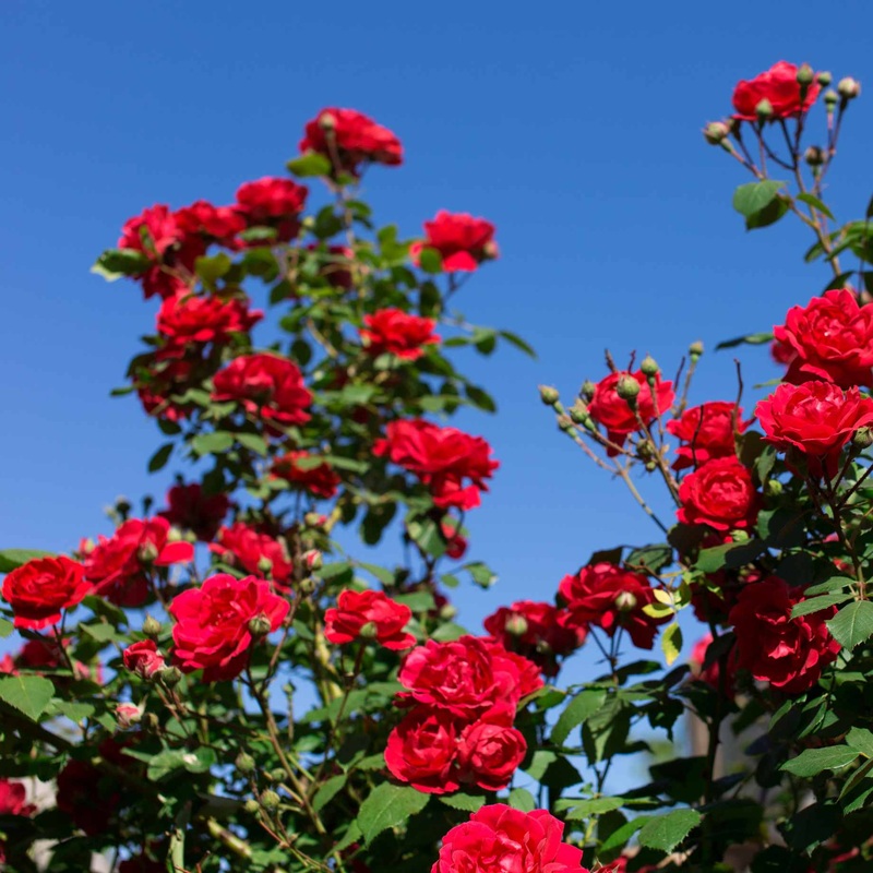 ‘Scarlet Hit’ Patio Shrub Rose