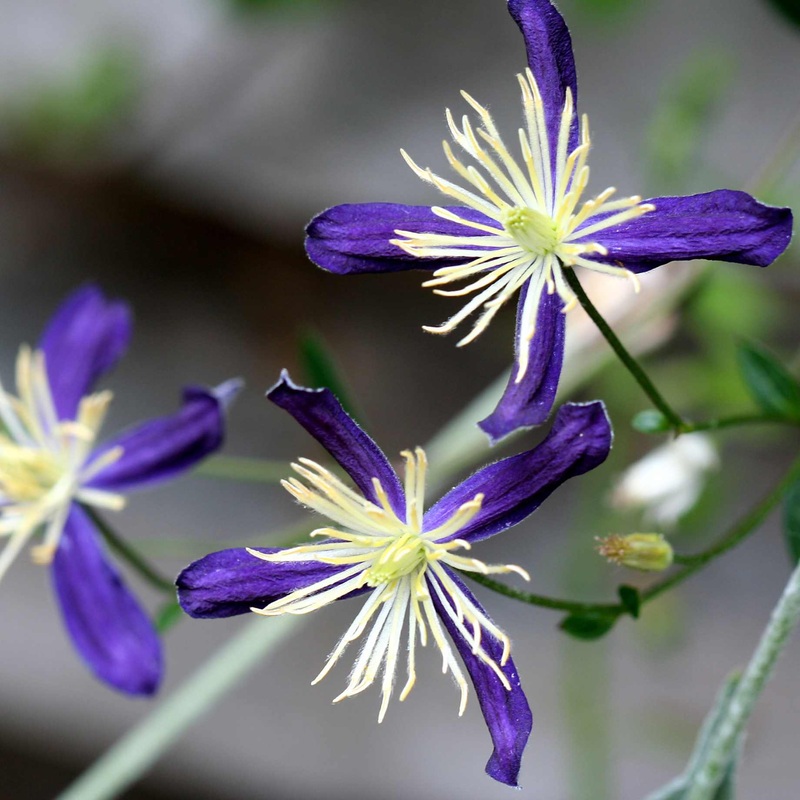 Scented Clematis | Clematis x aromatica