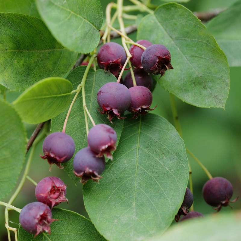 Serviceberry Tree | Amelanchier arborea ‘Robin Hill’