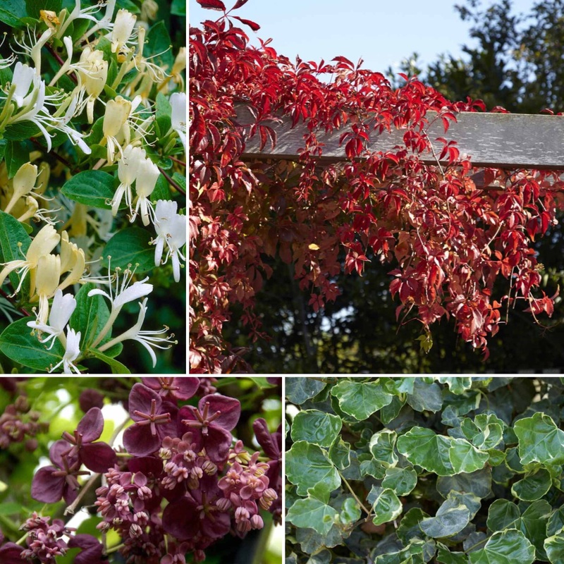 Shade-Loving Climbers Collection | Best Climbing Plants for Shade